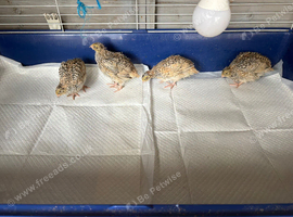 Baby quails
