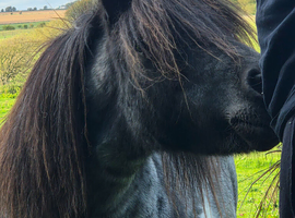 Very sensitively available - Halstock Imogen
