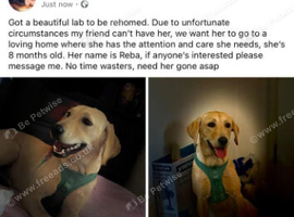 Labrador for sale