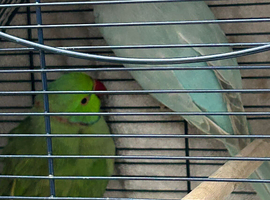 Pair of ring necks