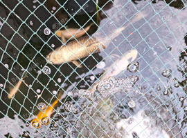 Large kio carp free to good home