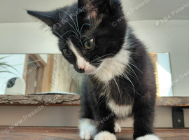 3 cute girls kitten tuxedo 10 weeks London