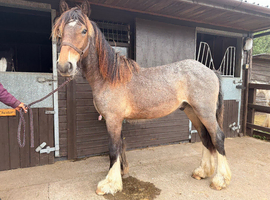 Cob gelding yearling