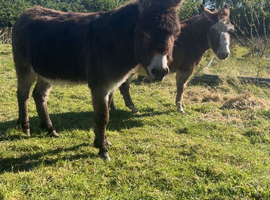 Male & Female donkey