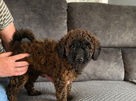 Stunning Cockapoo F1b Puppies