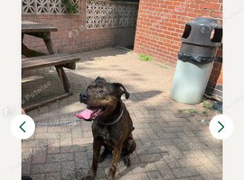 Staffy cross Rottweiler