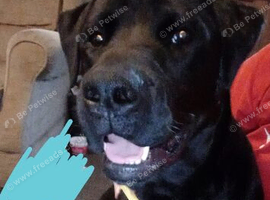 1 and 1/2 year old male