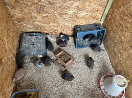 Coturnix and CPQ