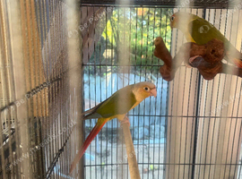 2026 Conure chicks. Hatched May.