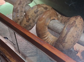 Short Tailed Boa and Full Setup