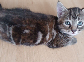 Kittens