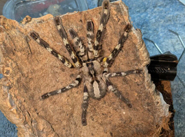 Poecilotheria regalis/ poecilotheria subfusca lowland juvenile