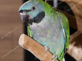 Darbyen Talking Parrot Male,12
