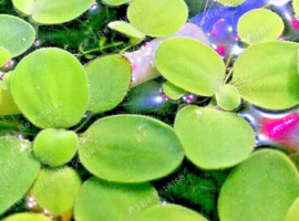 Water lettuce