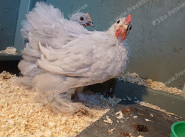 Lavender bantams pair