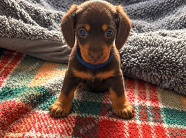 Beautiful happy and healthy chocolate and cream dachshund puppies