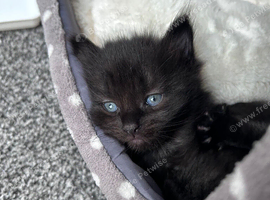 Kitten