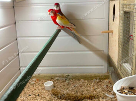 Proven breeding pair off rosellas