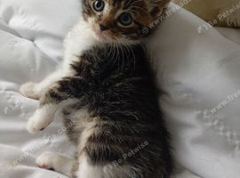 Adorable tabby boy kitten ready now.