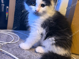Domestic long hair cat