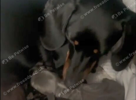 DACHSHAUND FOR SELL