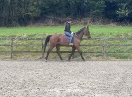 16.1hh Bay Irish Sports Horse Gelding