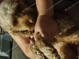 2 year old female cockapoo