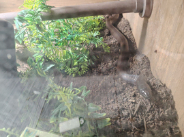 Mexican black kingsnake with fullsetup