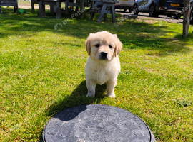 KC Golden Retrievers