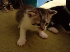 Stunning kitten's