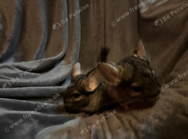 Dad & daughter chinchillas