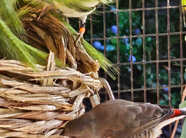 Juvenile Diamond Firetail Finch