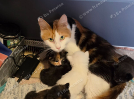 Kittens for sale mixed litter