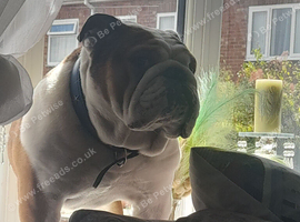 Handsome boy for stud