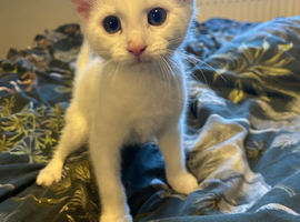 Beautiful white kitten