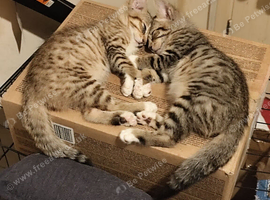 Bengal kittens