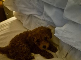 Miniature toy  poodle