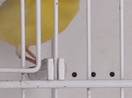 Canaries, goldfinch hen.