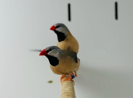 Hack finches