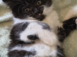 Gorgeous Ragamuffin x kittens.
