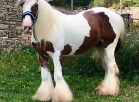 14,3 tank of a mare