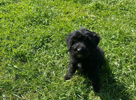 Cockapoo puppies 3 available