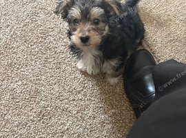 Male morkie