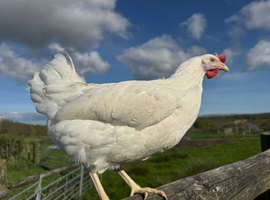 White leghorn hatching eggs