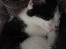 Kitten