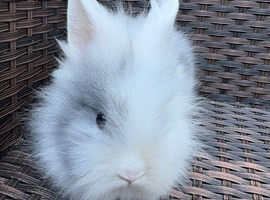 Lionhead bunnies