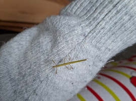 Indian stick insects