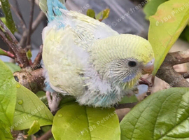 Sale or trade Rainbows Hend reared Baby Budgies