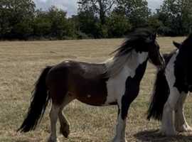 Coloured gelding 11hh