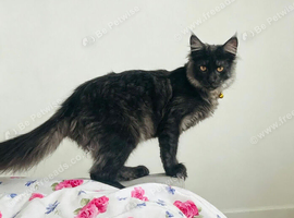 Main coon tica registered